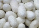蚕茧一些作用和功效