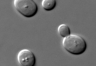 进化细胞生物学研究表明如何优化能量生产以确保在没有呼吸的情况下快速生长