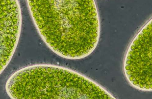 气候变暖可能将海洋浮游生物微生物变成碳排放者