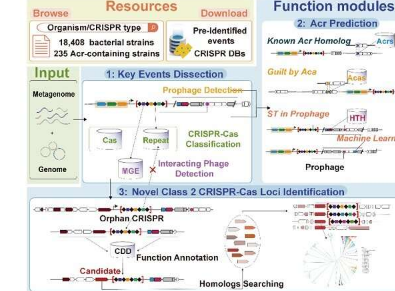 团队开发具有大数据可视化平台的CRISPR工具用于基因组编辑和修改