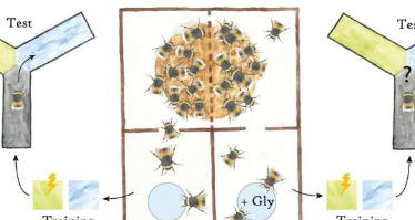 研究表明草甘膦会损害大黄蜂的学习