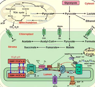 研究表明厌氧发酵代谢物抑制光合作用和有氧呼吸
