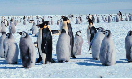 南极海冰的消失导致帝企鹅灾难性的繁殖失败