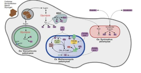 科学家揭开宿主阿米巴原核生物群落的共生秘密