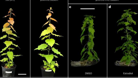 科学家使用天然聚合物来改性木材并促进生物质转化