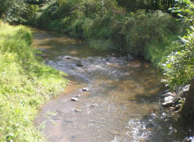 研究发现河流正在迅速变暖失去氧气水生生物面临危险