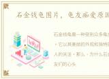 石金钱龟图片，龟友痴爱原因你造吗