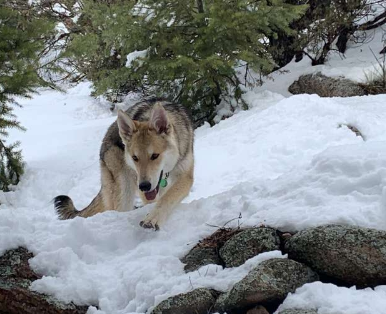 野狼中发现的肠道细菌可能是改善家犬健康的关键