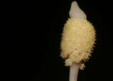 菲律宾发现新水喇叭物种