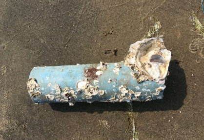 研究发现入侵物种在海洋垃圾上定居的风险越来越大