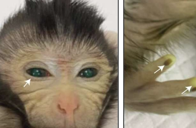 研究人员利用胚胎干细胞培育出活产嵌合猴