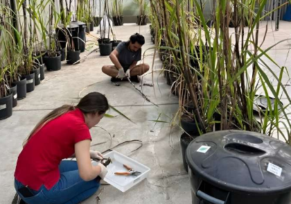 评论文章显示巴西在甘蔗生物能源研究中的关键作用