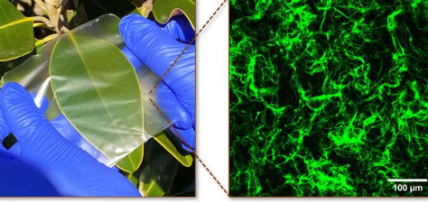 研究人员结合来自海洋的生物聚合物来替代合成塑料薄膜