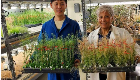 植物衰老的关键藏在叶子里