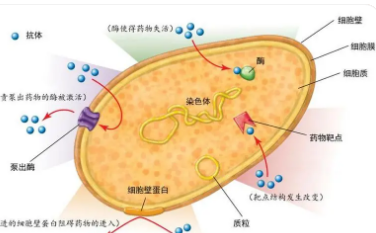 细菌细胞壁降解是耐药性扩散的关键
