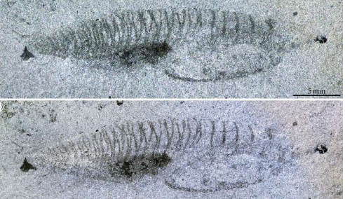 大海捞针科学家发现一种新的脊索动物
