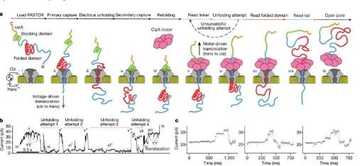 生物学家通过将蛋白质拉过纳米孔来对蛋白质进行测序