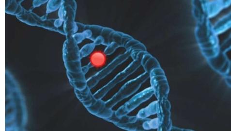 诺贝尔医学奖因发现控制我们基因的分子microRNA而颁发